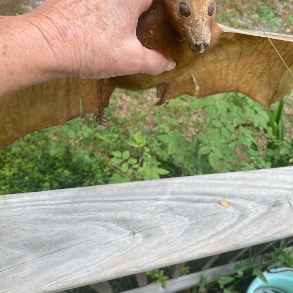 Large Brown Taxidermy Bat - Picture 7 of 11
